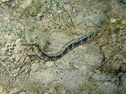 Syngnathus acus