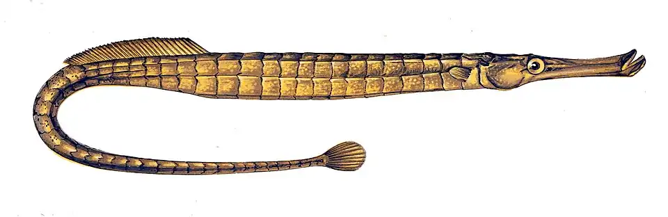 Dessin de Syngnathus typhle