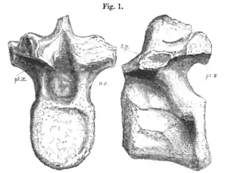 Description de l'image Syngonosaurus.png.