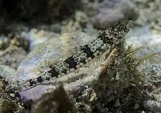 Poisson-lézard à deux taches (Synodus binotatus)