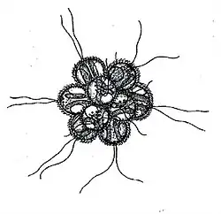 Synura sphagniola(Korshikov, 1927).
