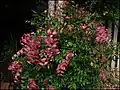 Feuilles roses.