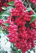 Fruits.