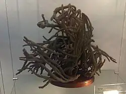 Callyspongia ramosa