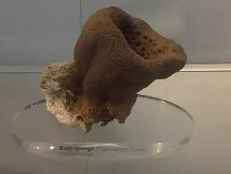 Hippospongia communis