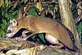 Raton crabier