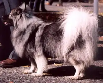 Un spitz-loup un peu trop long - son corps devrait s'inscrire dans un carré.