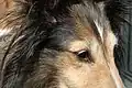 Face d'un Shetland de douze ans.