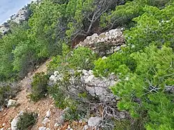 Tête de la cheminée rampante sud à Callelongue, 50 m à gauche du sentier du sémaphore