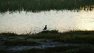 Limicole près d'une rivière