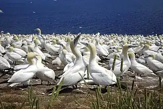 L'Île Bonaventure héberge la plus importante colonie de fous de Bassan au monde.