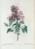 Illustration par Pierre-Joseph Redouté.
