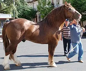 TPR alezan, au modèle.