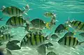 Poissons à découvrir