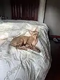 Devon rex brown tabby.