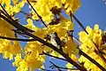 Fleurs. L'oiseau est un Méliphage brunâtre.