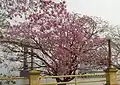 Tabebuia impetiginosa en fleur.