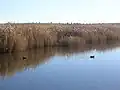 Parc national des Tablas de Daimiel (es).