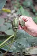 Tacca chantrierifruits