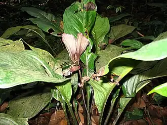 Tacca integrifolia
