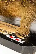 Griffes d'une patte postérieure.