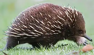 Échidné à nez court (Tachyglossus aculeatus)