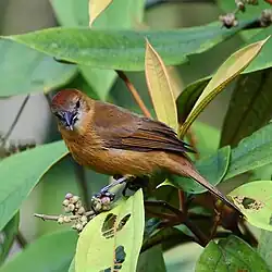 ♀