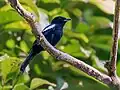 ♂