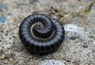 Tachypodoiulus niger, un diplopode.