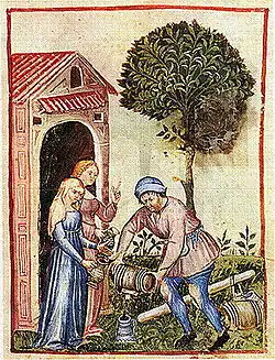 Huile d'oliveTacuinum Sanitatis, XVe siècle