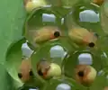 Têtards de rainettes aux yeux rouges.