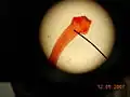 Taenia pisiformis scolex.