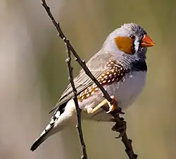 Mâle de profil.