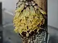 Éclosion des juvéniles de Kirkaldyia deyrollei, Japon.
