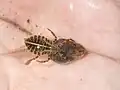 Prédation d'un juvénile de Kirkaldyia deyrollei sur un têtard.