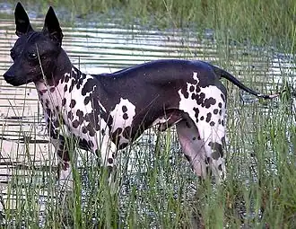 American Hairless terrier.
