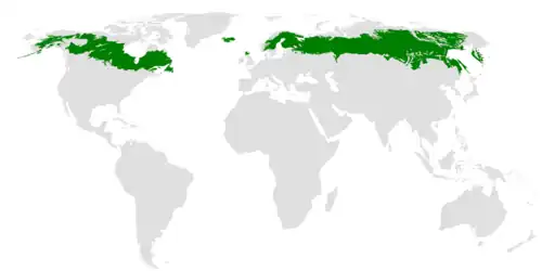 Description de l'image Taiga ecoregion.png.