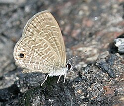 Prosotas dubiosa