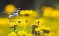 Photo d'une Couturière posé sur des fleurs jaunes