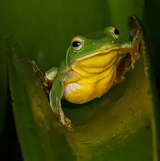 Description de l'image Taipei tree frog - Rhacophorus taipeianus.jpg.