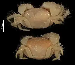 Takedana eriphioides