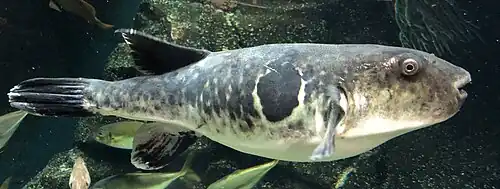 Takifugu rubripes