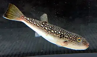 Takifugu pardalis
