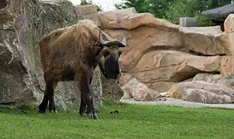 Un takin.