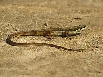 Description de l'image Takydromus khasiensis 032.jpg.