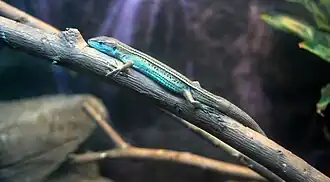 Description de l'image Takydromus septentrionalis at Beijing Zoo.JPG.