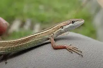 Description de l'image Takydromus stejnegeri 166585190.jpg.