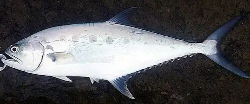 Scomberoides commersonnianus