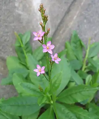 Description de l'image Talinum crassifolium 2.jpg.