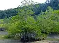 Palétuvier Rhizophora apiculata